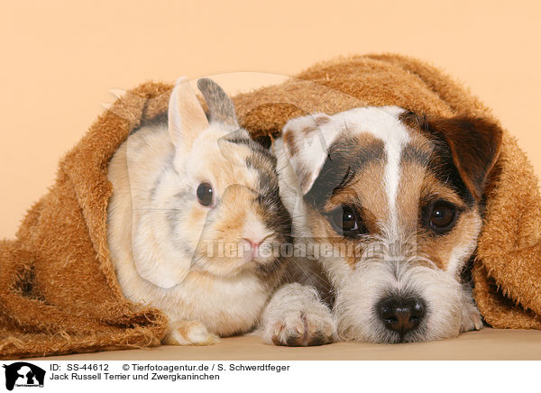 Jack Russell Terrier und Zwergkaninchen / SS-44612