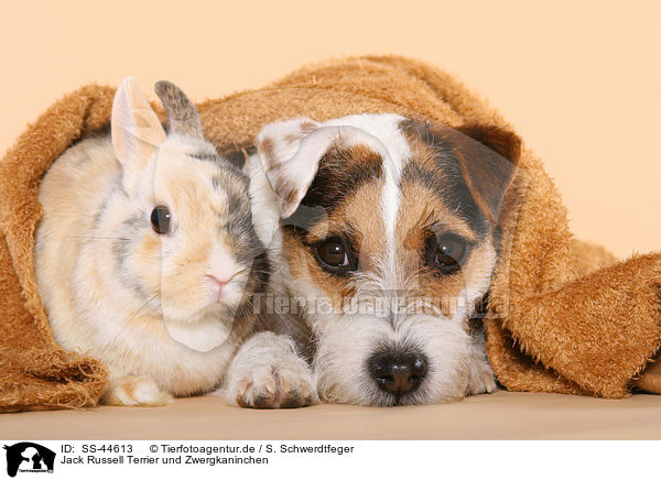 Jack Russell Terrier und Zwergkaninchen / SS-44613