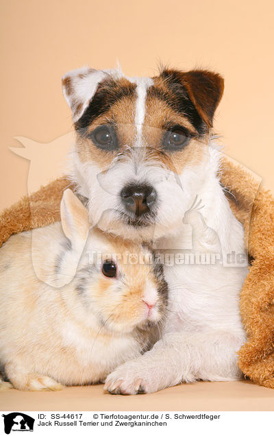 Jack Russell Terrier und Zwergkaninchen / SS-44617