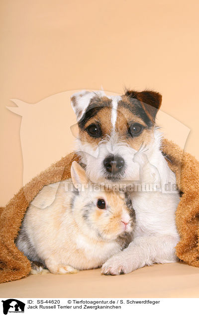 Jack Russell Terrier und Zwergkaninchen / SS-44620