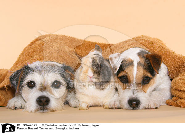Parson Russell Terrier und Zwergkaninchen / SS-44622