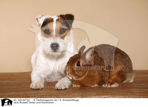 Jack Russell Terrier und Kaninchen / SS-44732