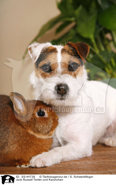 Jack Russell Terrier und Kaninchen / SS-44739