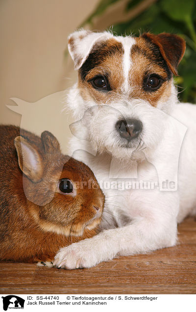Jack Russell Terrier und Kaninchen / SS-44740