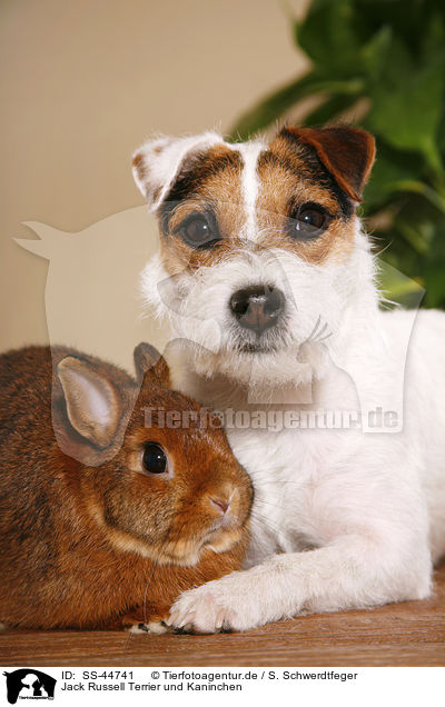 Jack Russell Terrier und Kaninchen / SS-44741