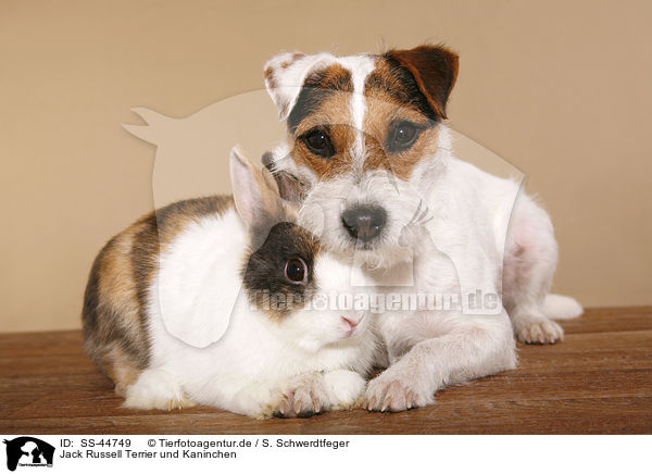 Jack Russell Terrier und Kaninchen / SS-44749