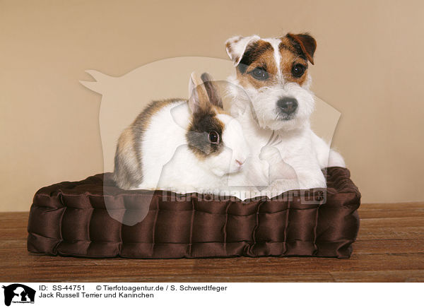 Jack Russell Terrier und Kaninchen / SS-44751