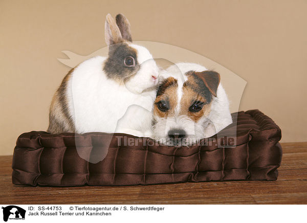 Jack Russell Terrier und Kaninchen / SS-44753