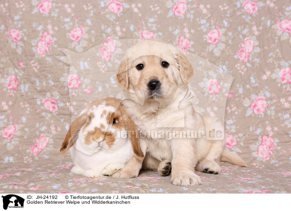Golden Retriever Welpe und Widderkaninchen / Golden Retriever Puppy and floppy-eared rabbit / JH-24192