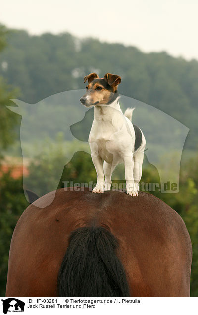Jack Russell Terrier und Pferd / IP-03281
