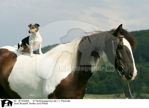 Jack Russell Terrier und Pferd / IP-03295