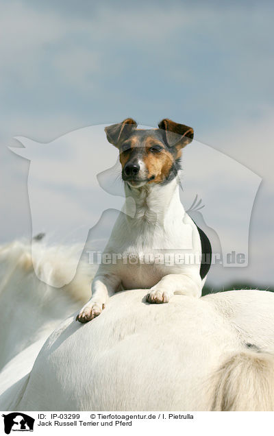 Jack Russell Terrier und Pferd / IP-03299