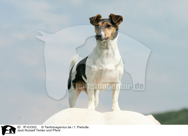 Jack Russell Terrier und Pferd / IP-03302