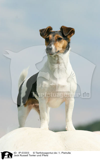 Jack Russell Terrier und Pferd / IP-03303