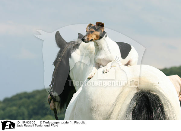 Jack Russell Terrier und Pferd / IP-03305