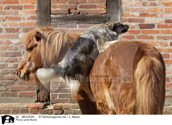 Pony und Hund / JM-03456