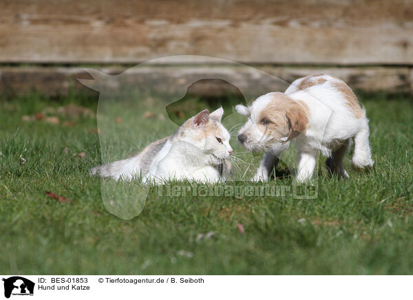 Hund und Katze / dog and cat / BES-01853