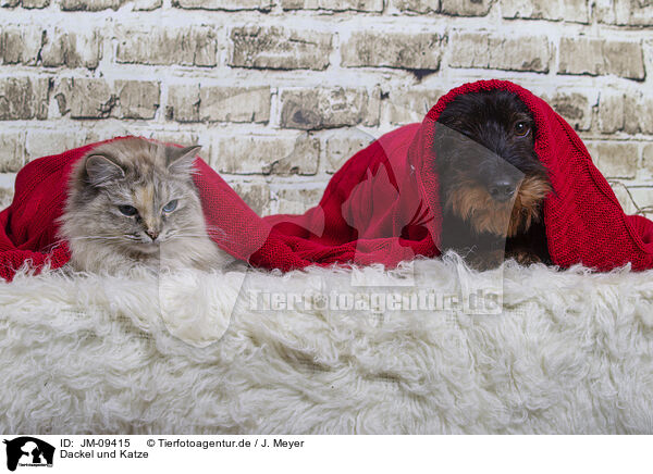 Dackel und Katze / Dachshund and cat / JM-09415