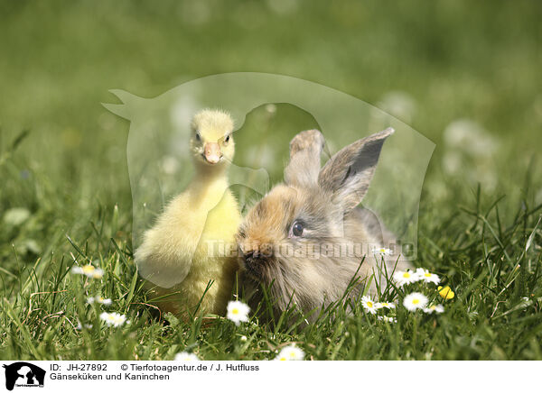 Gnsekken und Kaninchen / gosling and bunny / JH-27892