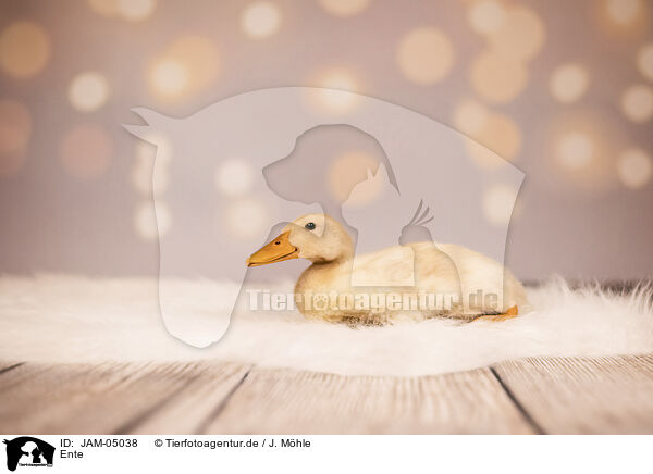 Ente / duck / JAM-05038