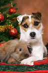 Jack Russell Terrier und Zwergwidder