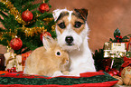 Jack Russell Terrier und Lwenkpfchen