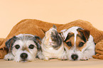 Parson Russell Terrier und Zwergkaninchen