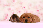 Labrador Retriever Welpe und Kaninchen