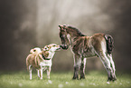 Shetland Pony Fohlen und Hund