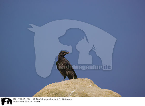 Aaskrhe sitzt auf Stein / Carrion crow sits on stone / PW-11105