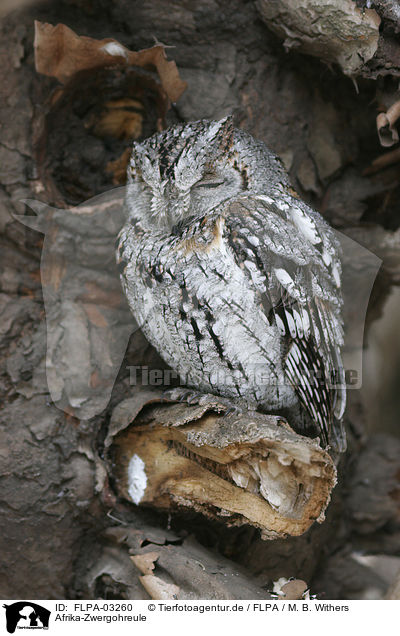 Afrika-Zwergohreule / African scops owl / FLPA-03260