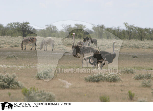 Afrikanische Straue / ostriches / JM-18333