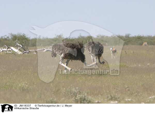 Afrikanische Straue / ostriches / JM-18337