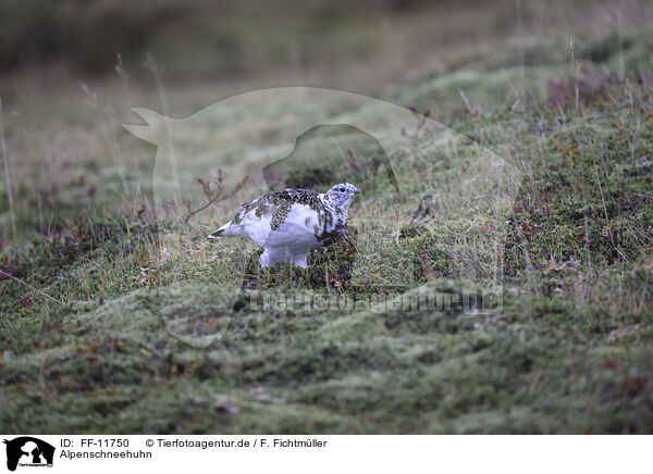 Alpenschneehuhn / snow chicken / FF-11750