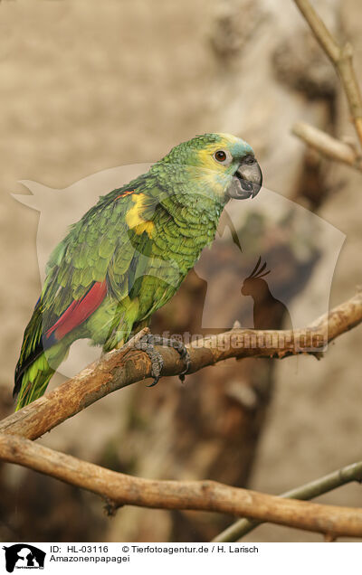 Amazonenpapagei / Amazon Parrot / HL-03116