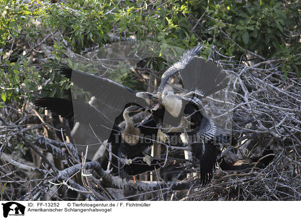 Amerikanischer Schlangenhalsvogel / American Darter / FF-13252