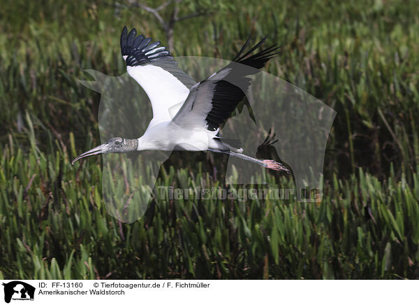 Amerikanischer Waldstorch / American wood ibis / FF-13160