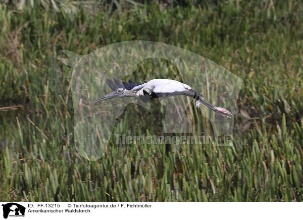 Amerikanischer Waldstorch / American wood ibis / FF-13215