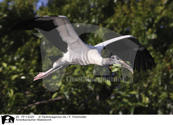 Amerikanischer Waldstorch / American wood ibis / FF-13220