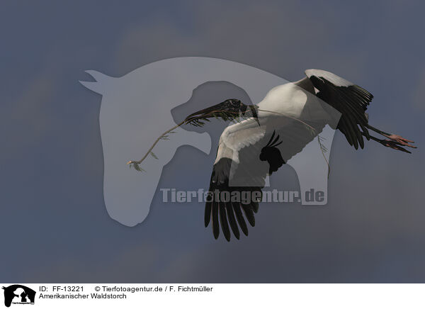 Amerikanischer Waldstorch / American wood ibis / FF-13221