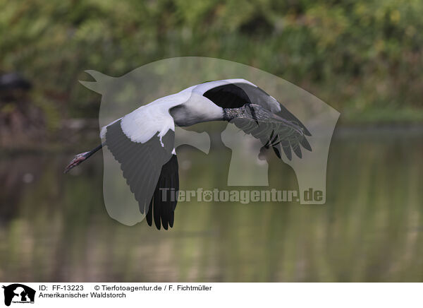 Amerikanischer Waldstorch / American wood ibis / FF-13223