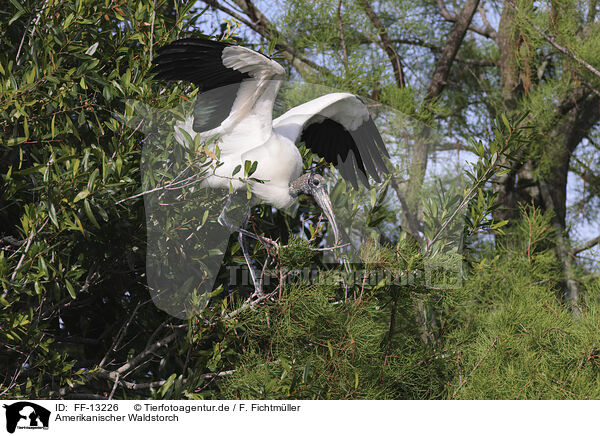 Amerikanischer Waldstorch / American wood ibis / FF-13226