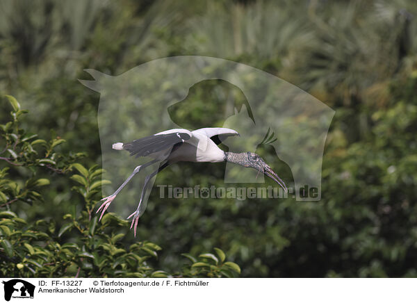 Amerikanischer Waldstorch / American wood ibis / FF-13227
