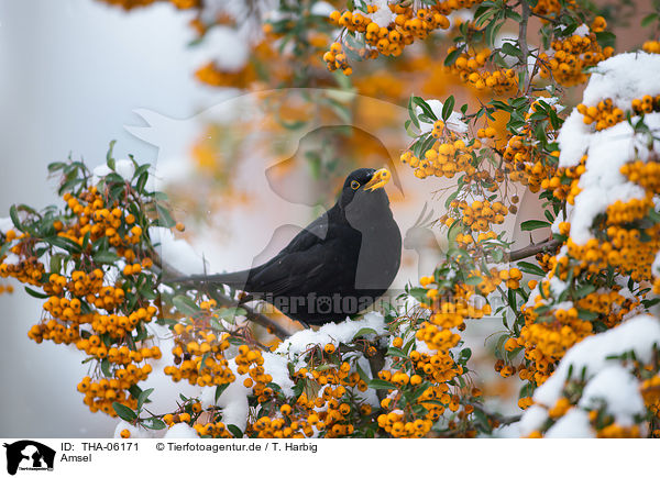 Amsel / common blackbird / THA-06171