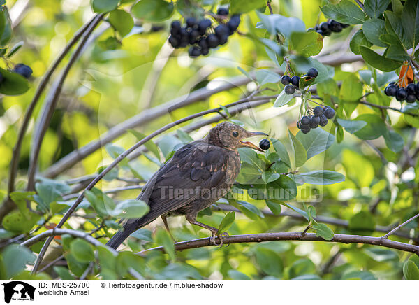 weibliche Amsel / female blackbird / MBS-25700