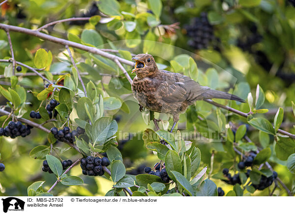 weibliche Amsel / female blackbird / MBS-25702