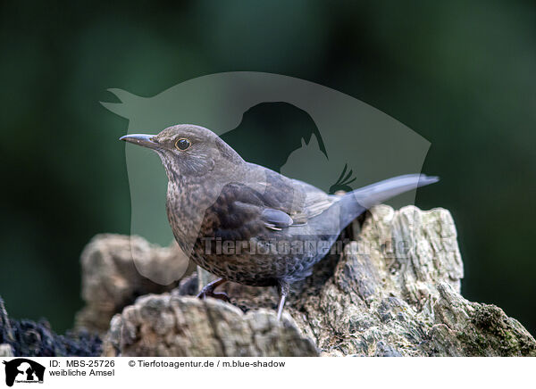 weibliche Amsel / female blackbird / MBS-25726