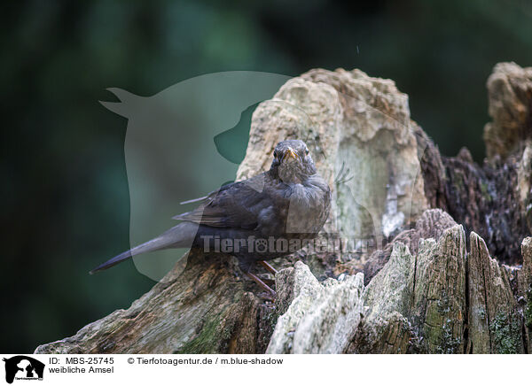 weibliche Amsel / female blackbird / MBS-25745