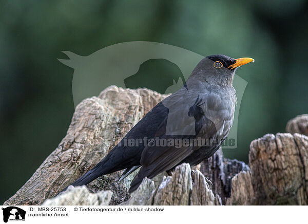 mnnliche Amsel / male blackbird / MBS-25753