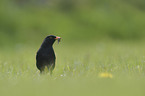 Amsel